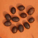 Sacred Kamalgatta | Lotus Seeds Set (11pcs) for Pooja - Divinesansar