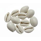 Kauri Shell Set of 11pcs for Pooja (Assorted)