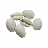 Sacred Pooja Kauri Shells – Set of 6