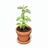 Tulsi Plant sapling with terracotta pot: Ideal for Devotional Pooja & Tulsi Vivah
