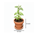 Tulsi Plant sapling with terracotta pot: Ideal for Devotional Pooja & Tulsi Vivah