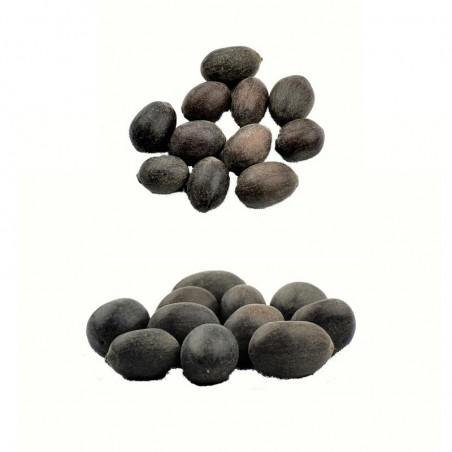 Sacred Kamalgatta | Lotus Seeds Set (11pcs) for Pooja - Divinesansar