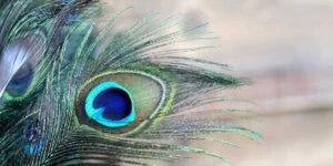7 ways peacock feathers can bring success according to Vastu - Divine Sansar