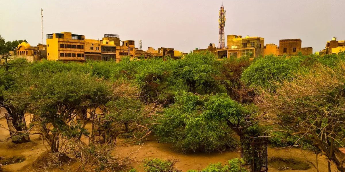 Nidhivan: a mystical forest in Vrindavan - Divine Sansar