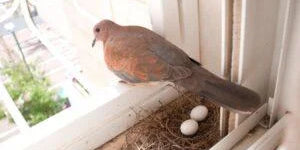 Pigeon nests in home: lucky charm or cursed invader - Divine Sansar