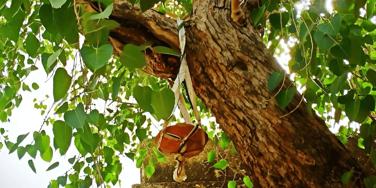 The significance of the peepal tree in Hindu mythology - Divine Sansar