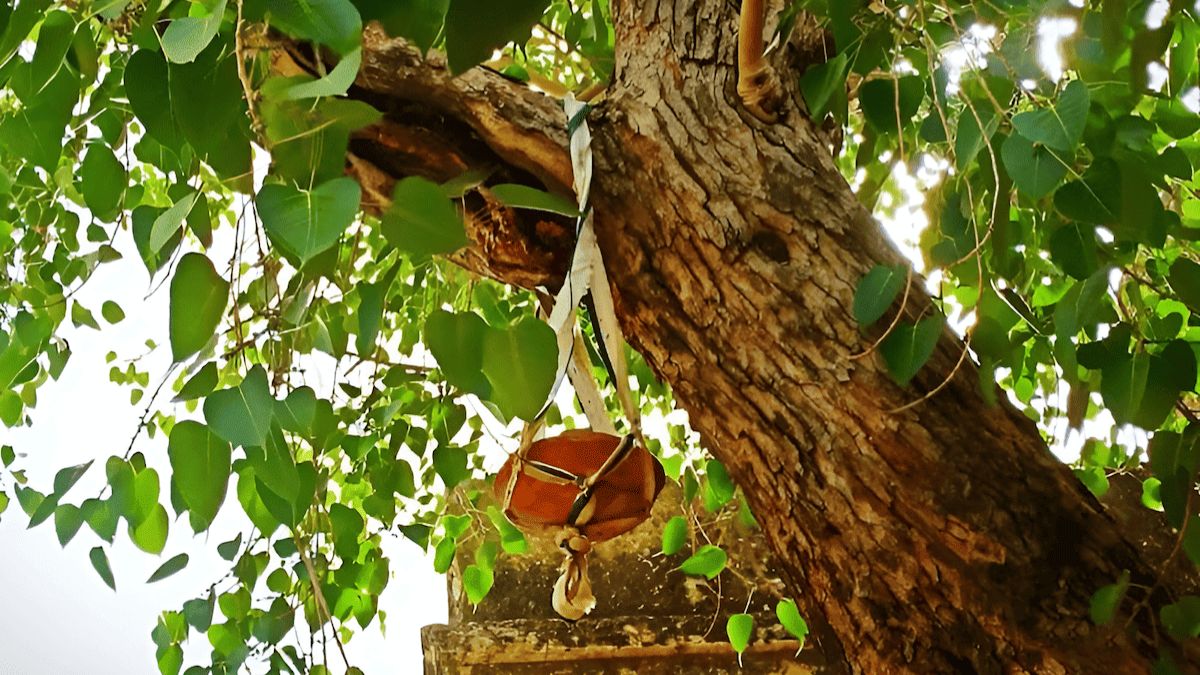 The significance of the peepal tree in Hindu mythology - Divine Sansar