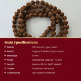Rudraksha Mala specifications 108 beads 8mm 45cm lab tested - Divine Sansar UAE