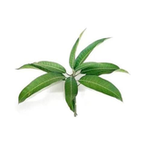 Aam ka Patta - Fresh Mango Leaves | Pack of 10