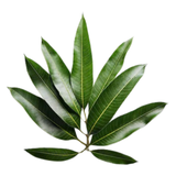 Aam ka Patta - Fresh Mango Leaves | Pack of 10