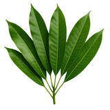 Aam ka Patta - Fresh Mango Leaves | Pack of 10