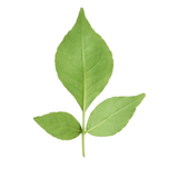 Belpatra - Bilva - Bael Leaves | Pack of 5