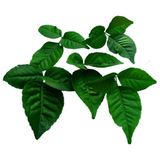 Belpatra - Bilva - Bael Leaves | Pack of 5