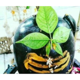 Belpatra - Bilva - Bael Leaves | Pack of 5