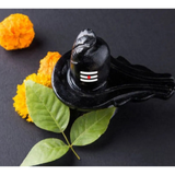 Belpatra - Bilva - Bael Leaves | Pack of 5