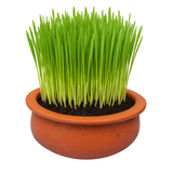 Clay Pot 8.5” with Soil & Barley Seeds Combo
