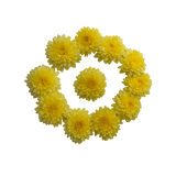 Fresh Yellow Chrysanthemum — Packet (Bunch) for Puja & Décor