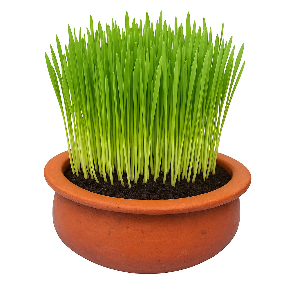 Divine Sansar-Clay Pot 8.5” with Soil & Barley Seeds Combo