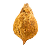 Fresh Coconut for Pooja — Whole Mature Coconut for Rituals & Offerings