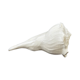 Dakshinavarti Shankh — Rare Left-Turning Conch