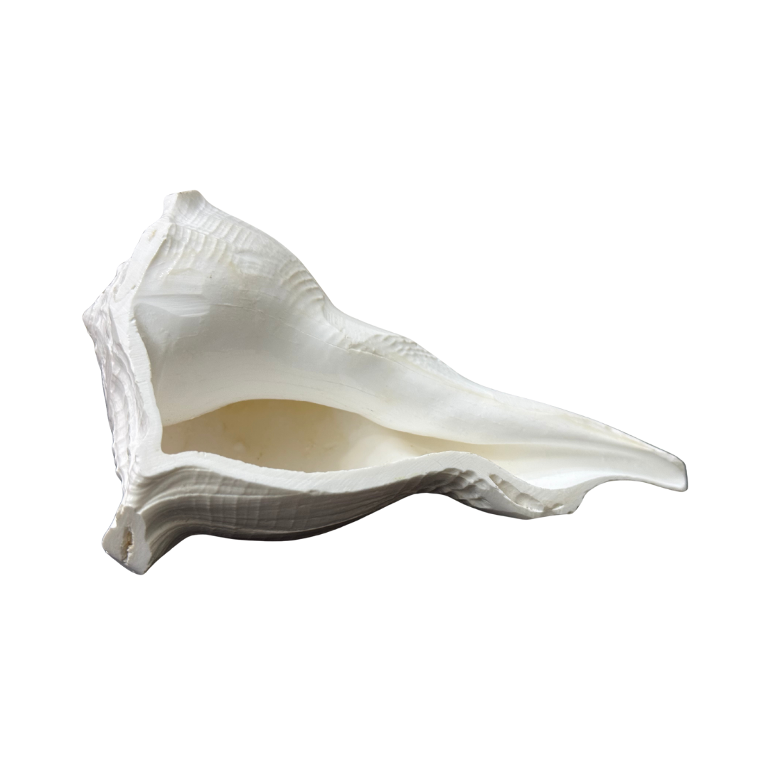 Divine Sansar-Dakshinavarti Shankh-white colour  auspicious conch shells  used in Pujas and Havans