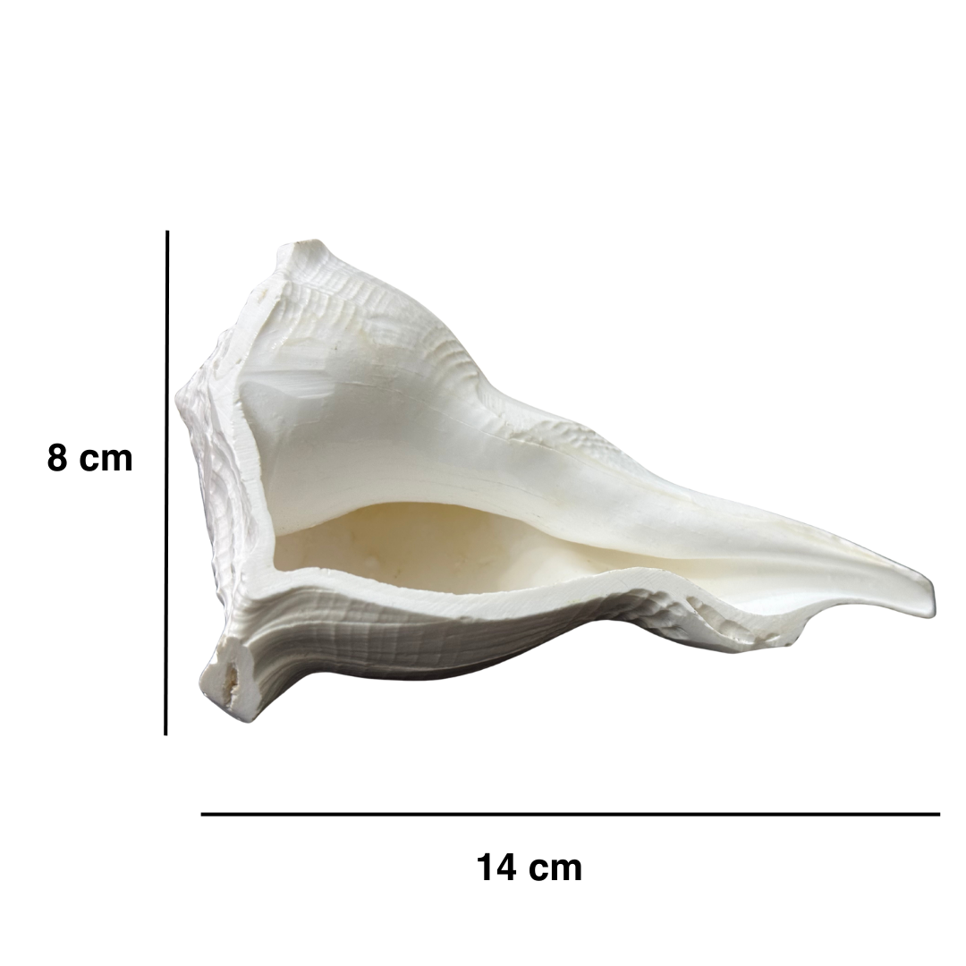 Divine Sansar-Dakshinavarti Shankh-white colour  auspicious conch shells  -14cm X 8cm measured