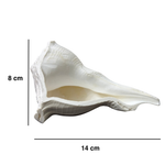 Divine Sansar-Dakshinavarti Shankh-white colour  auspicious conch shells  -14cm X 8cm measured