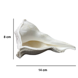 Divine Sansar-Dakshinavarti Shankh-white colour  auspicious conch shells  -14cm X 8cm measured