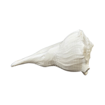Divine Sansar-Dakshinavarti Shankh-white colour auspicious conch shells that are used in Poojas and Havans