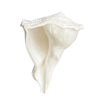 Divine Sansar-Dakshinavarti Shankh-white colored auspicious conch shells that are used in Poojas and Havans