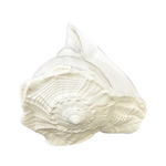 Divine Sansar-Dakshinavarti Shankh-white colored auspicious conch shells that are used in Poojas and Havans