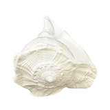 Divine Sansar-Dakshinavarti Shankh-white colored auspicious conch shells that are used in Poojas and Havans