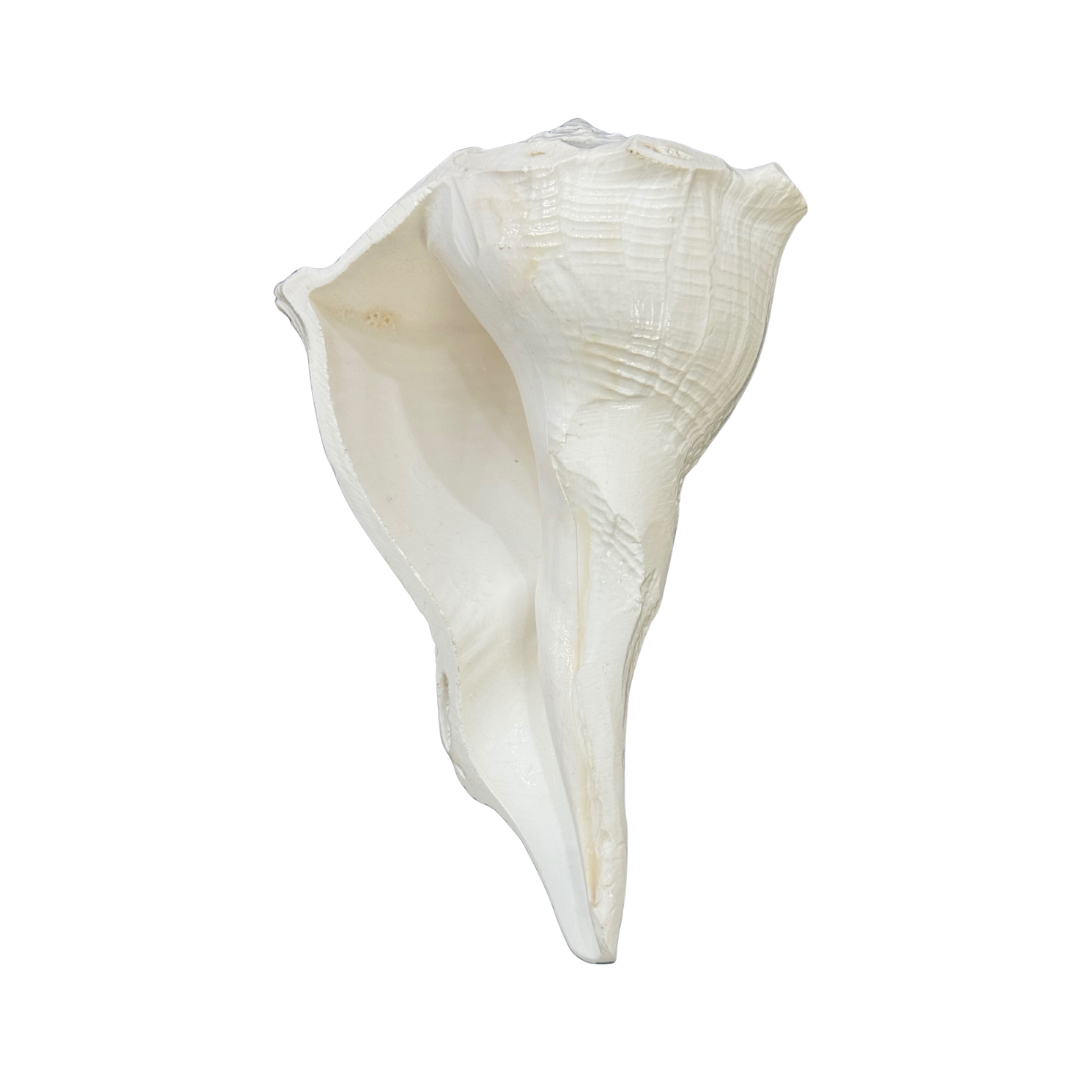 Divine Sansar-Dakshinavarti Shankh-white colored auspicious conch shells that are used in Poojas and Havans