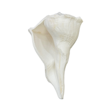 Divine Sansar-Dakshinavarti Shankh-white colored auspicious conch shells that are used in Poojas and Havans
