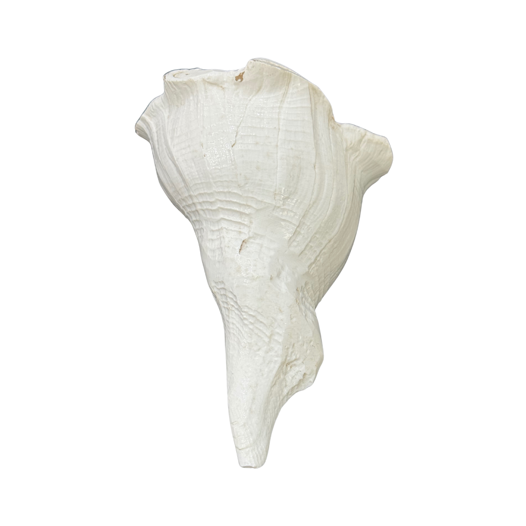 Divine Sansar-Dakshinavarti Shankh-white colored auspicious conch shells that are used in Poojas and Havans