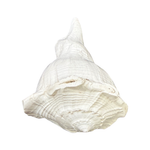 Divine Sansar-Dakshinavarti Shankh-white colored auspicious conch shells that are used in Poojas and Havans