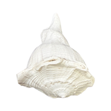 Divine Sansar-Dakshinavarti Shankh-white colored auspicious conch shells that are used in Poojas and Havans