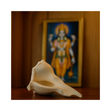 Divine Sansar-Dakshinavarti Shankh-white colour  auspicious conch shells  kept infront of a photo of God