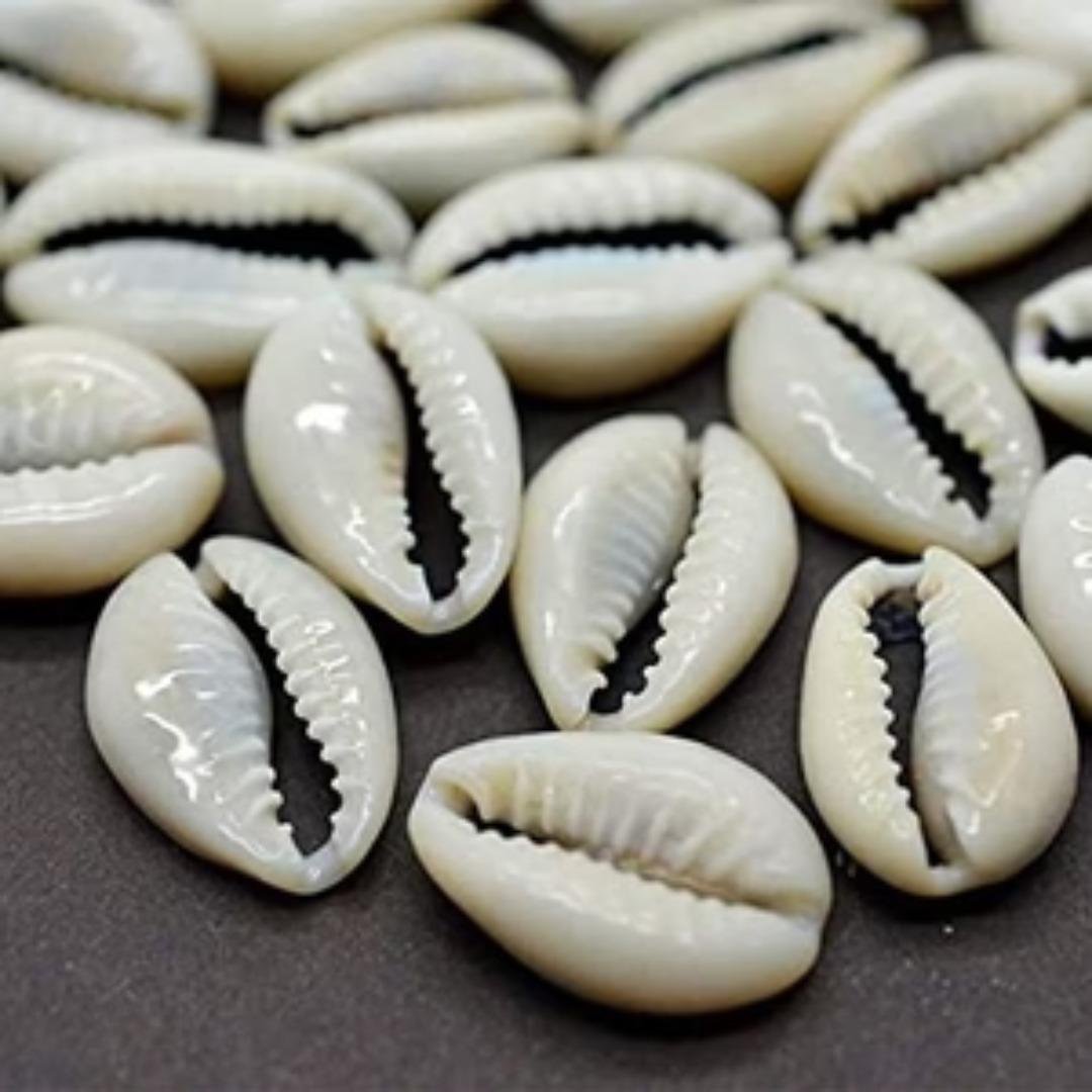 Kauri Shell Set of 11pcs for Pooja (Assorted) – Divinesansar