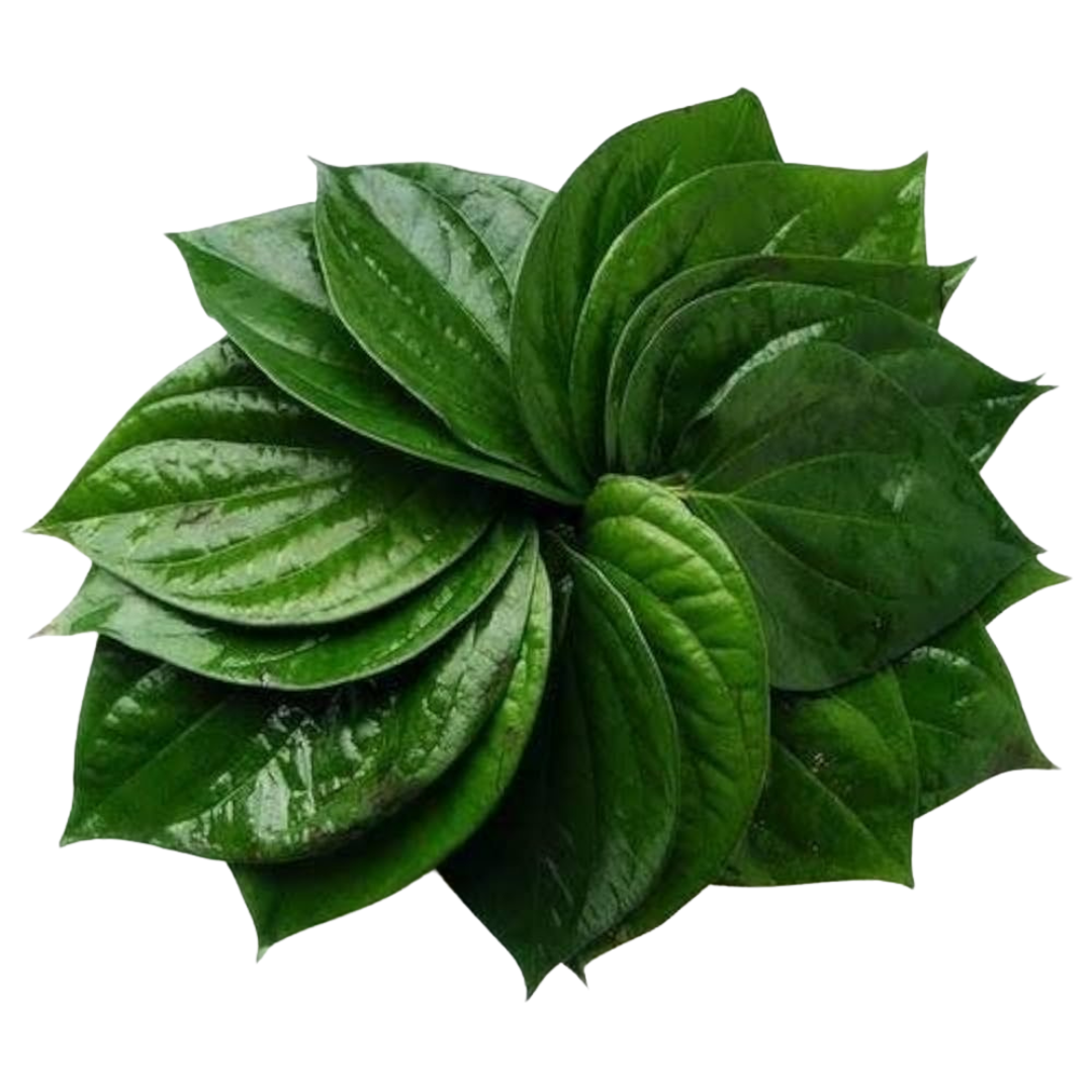 Divine Sansar Paan ka Patta- Close-up of a cluster of green betel leaves on a white background