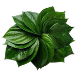 Divine Sansar Paan ka Patta- Close-up of a cluster of green betel leaves on a white background