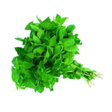 Tulsi Patta — Fresh Sacred Holy Basil Leaves for Pooja & Daily Aarti