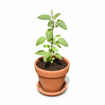 Divine Sansar Tulsi Plant sapling with terracotta pot on a white background
