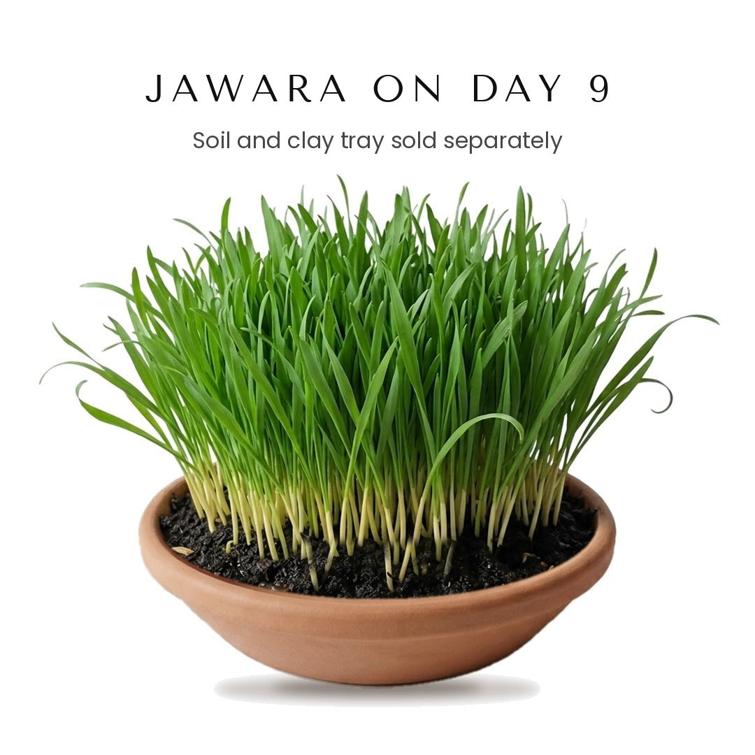 Jawara grown from jau barley seeds in a clay tray on day 9 of Navratri, soil and tray sold separately - Divine Sansar