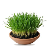 Jawara barley grown for Navratri Ghatasthapana in a clay tray in the UAE - Divine Sansar