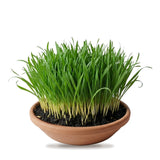Jawara barley grown in the 21cm clay tray for Navratri in the UAE - Divine Sansar