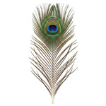 Mor Pankh peacock feather upright full length showing natural markings - Divine Sansar