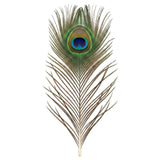 Mor Pankh peacock feather upright full length showing natural markings - Divine Sansar