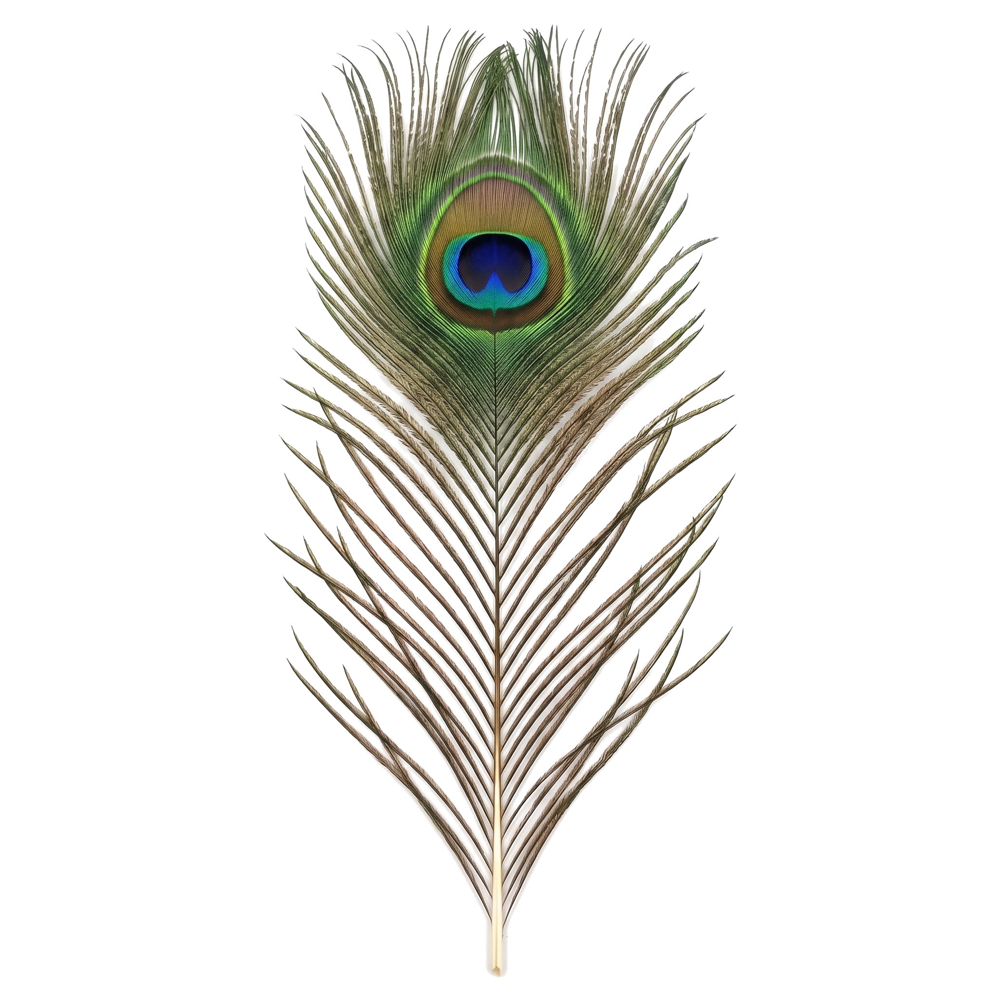 Mor Pankh peacock feather upright full length showing natural markings - Divine Sansar