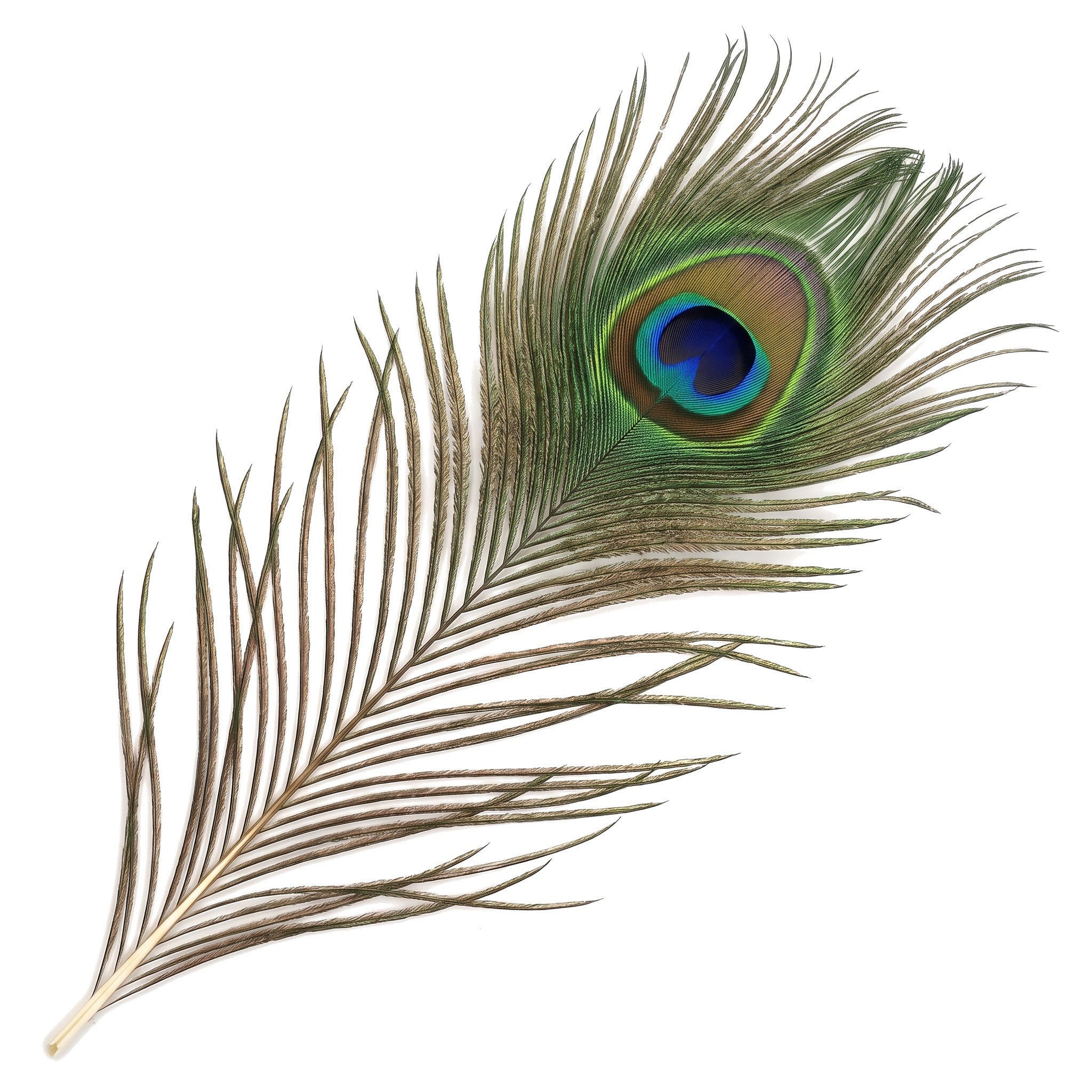 Mor Pankh natural peacock feather for Krishna pooja and home mandir - Divine Sansar UAE